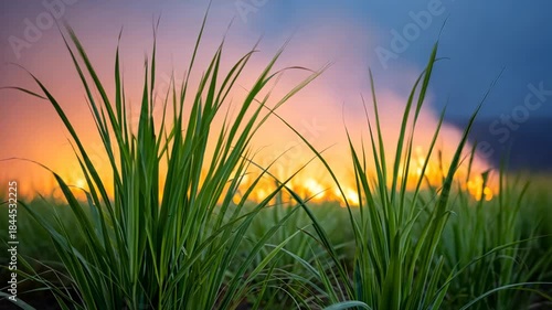Lush green grass swaying gently against a vibrant sunset backdrop