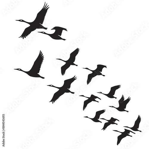Flock of black birds flying in formation silhouette