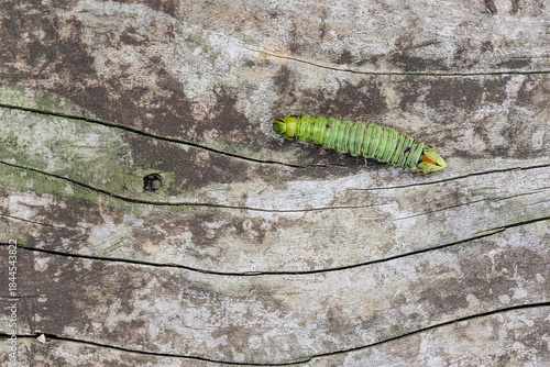 Macrophotography of the caterpillar of Convolvulus Hawk-moth (Agrius convolvuli)