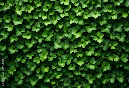 Wallpaper Mural Dense green leaves on a wall foliage plants Torontodigital.ca