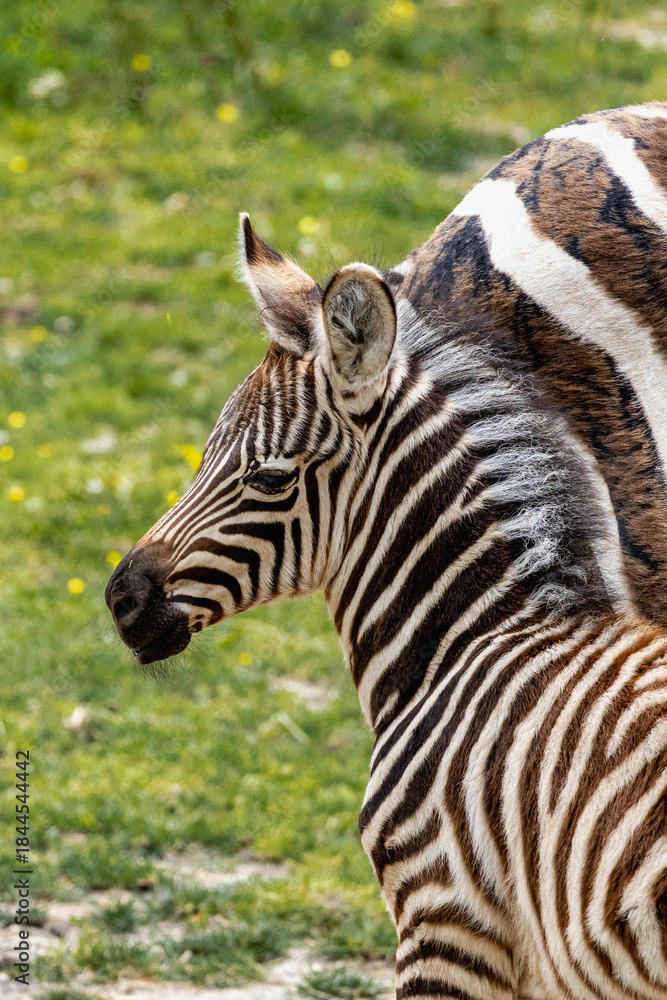 Fototapeta premium Young Zebra Standing Beside Mother