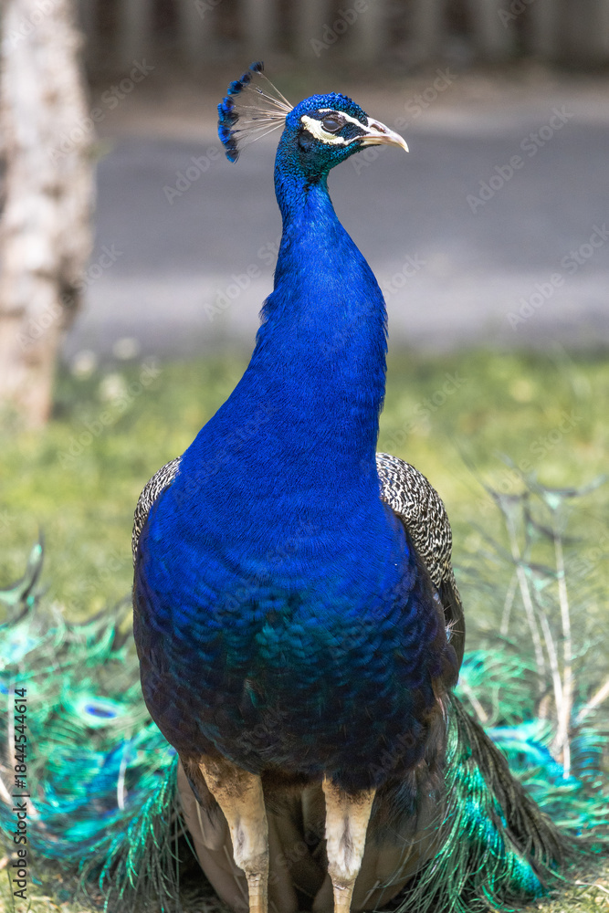 Fototapeta premium Indian Peafowl Standing in Grass