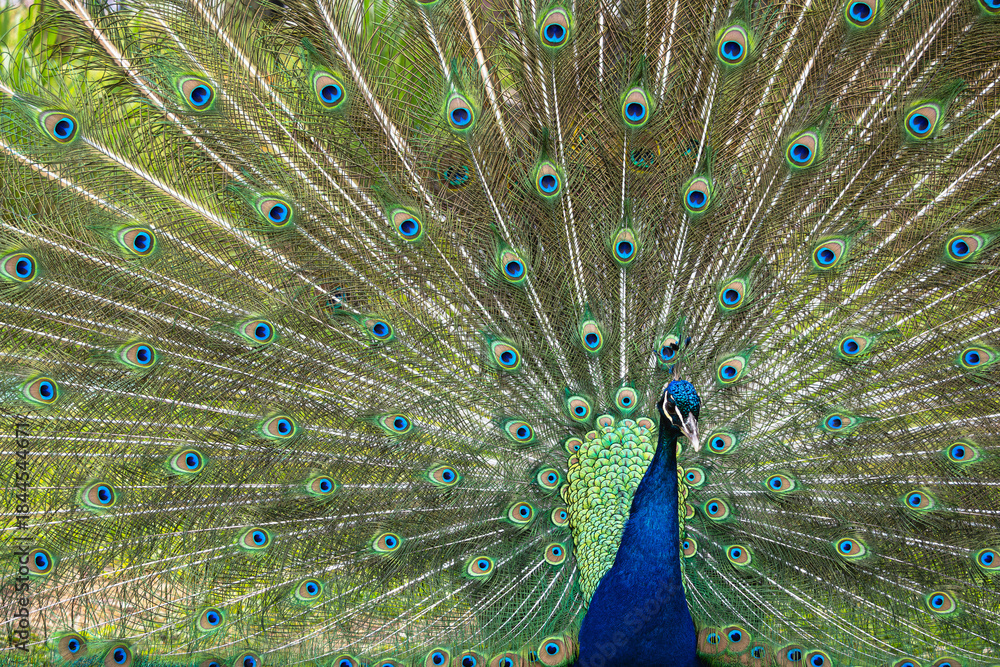 Obraz premium Peacock Displaying Tail Feathers