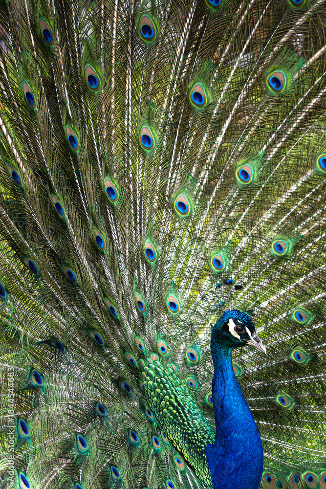 Obraz premium Peacock Feather Display Close-up
