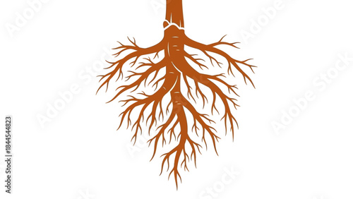 Stylized illustration of tree roots in warm brown tones against a clean white background