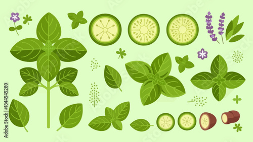 Fresh mint leaves and cucumber slices for herbal infusion and cooking