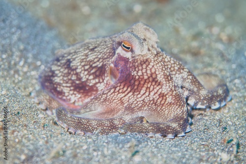 Coconut Octopus in the Lembeh Strait, Sulawesi, Indonesia