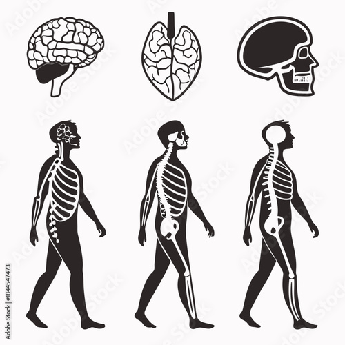 Human anatomy silhouettes brain skull skeleton and walking figures
