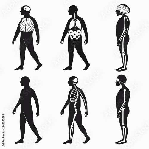 Human anatomy silhouettes showing internal structures