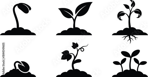 Stages of plant growth from seedling to young plant