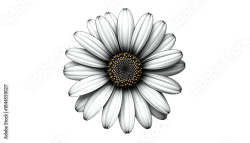 Isolated, photo-realistic daisy with white petals, yellow center, against black background