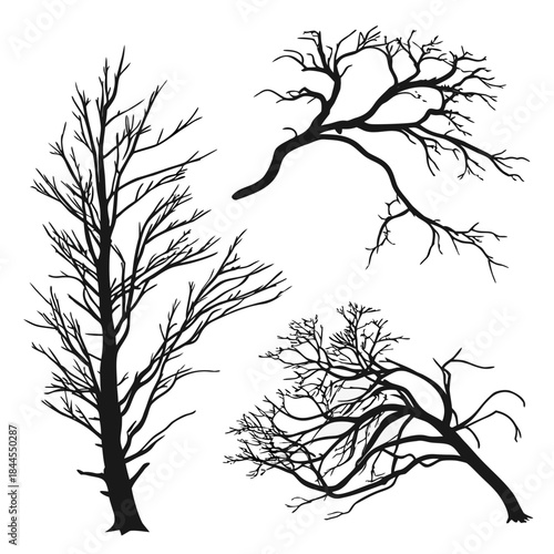 Set of five bare tree branch silhouettes on white branches