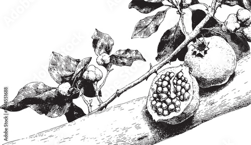 Pomegranate fruit and plant branch illustration. Monochrome botanical vector drawing with detailed leaves and seeds, part of a vintage set.
