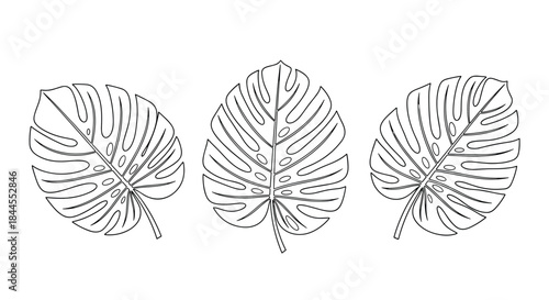 Trio of detailed black outline monstera leaves, showcasing the iconic split-leaf philodendron shape, perfect for tropical and botanical designs.