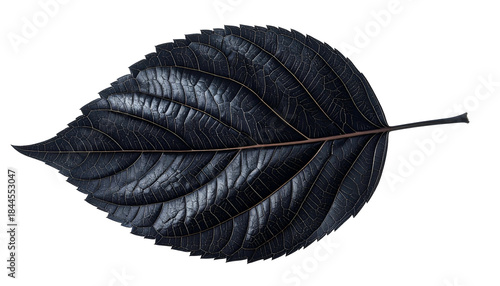 A glossy, dark-toned leaf, detailed veins, set against a stark black background