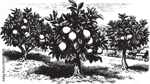 Citrus orchard featuring hand-drawn lemon and orange trees in black and white. Vector illustration showcasing the natural landscape.