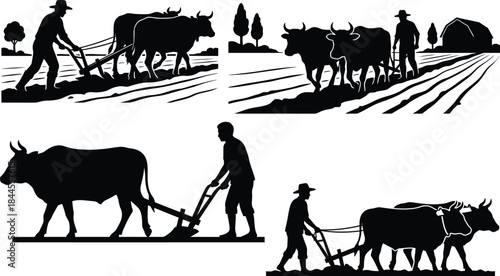 Farmers plowing fields with oxen in silhouette