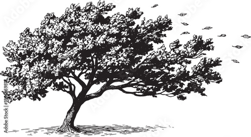 Silhouette of a tree with detailed branches and leaves. Graphic black and white vector illustration showcasing natural elements set.