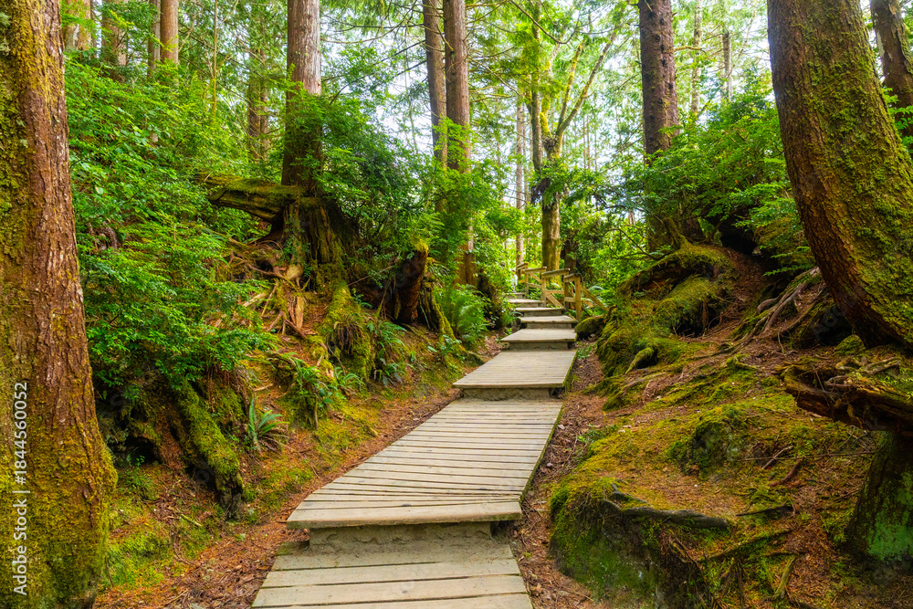 Obraz premium Wooden boardwalk crossing lush rainforest in tofino, british columbia