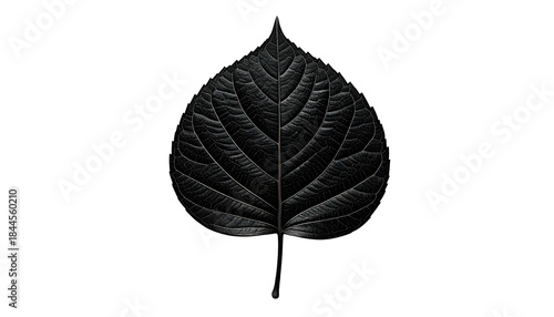 A single leaf, black & textured, centered against a stark black background