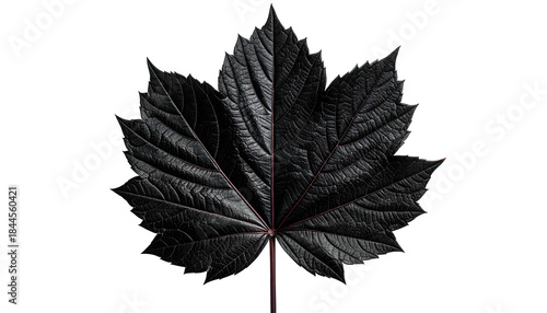 A single, stylized, dark maple leaf with detailed textures against a black background