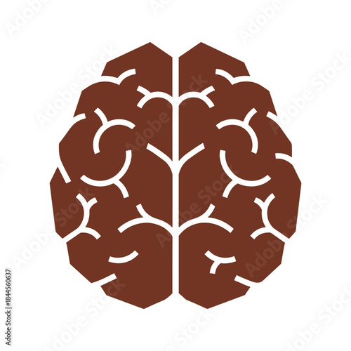 Simplified illustration of human brain anatomy