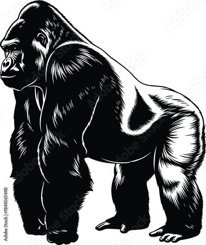 Powerful gorilla illustration in bold black and white style, showcasing strong muscular body, wildlife animal artwork for nature, zoology and graphic design themes