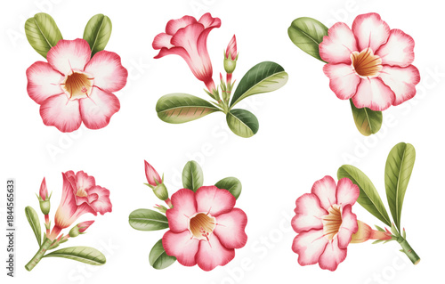 Obraz na płótnie Desert rose watercolor blossoms with hand-painted botanical