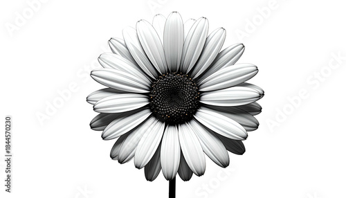 A grayscale image of a centered daisy, sharp detail, petals around a dark center, on black