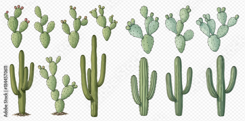 Collection of various green desert cacti, including prickly pear and saguaro, with and without flowers.