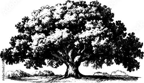 Vintage tree illustration in black and white outline style. This vector drawing showcases nature and landscape in a concise and artistic manner.