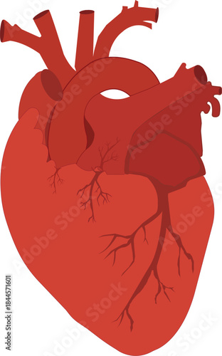 “Human Heart Anatomy Illustration with Arteries and Veins”