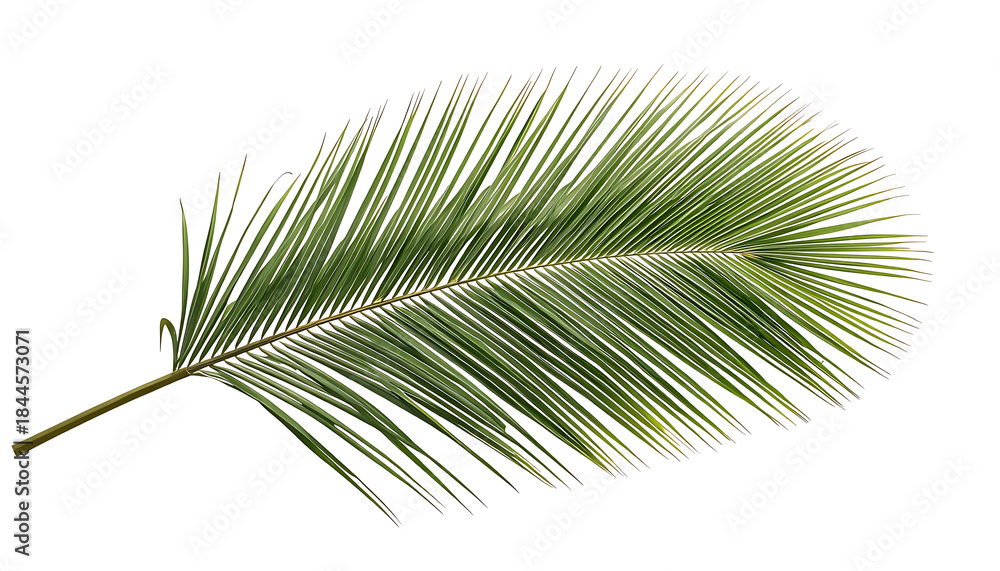 Fototapeta premium Coconut palm leaf isolated on white background with clipping path.
