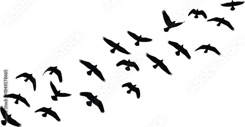 Birds in flight silhouette, black vector, diagonal formation, wing motion, nature scene, migration pattern, flying birds, white background, dynamic pose, animal behavior, editable illustration