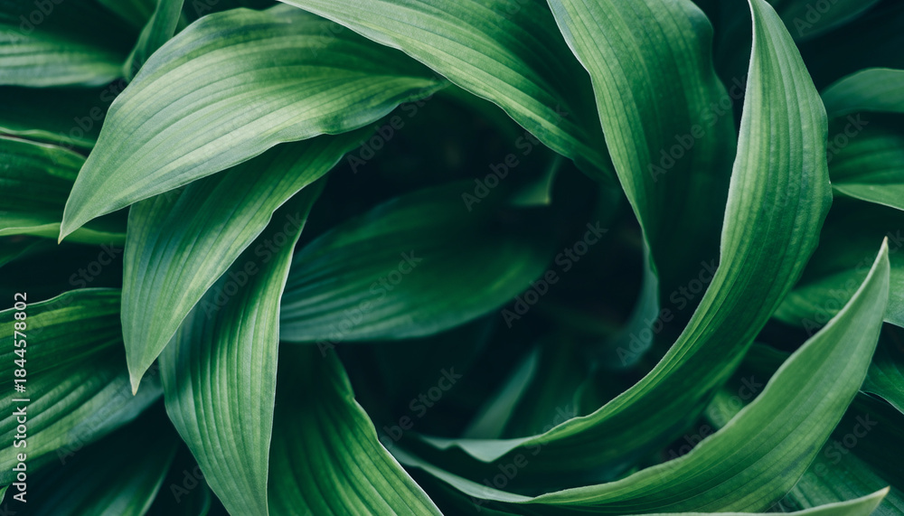 custom made wallpaper toronto digitalAbstract swirling pattern of lush green leaves, creating a natural, organic vortex of foliage in a close-up view