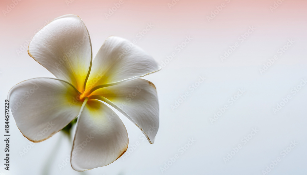 custom made wallpaper toronto digitalClose-up of a beautiful white plumeria flower with yellow center against a soft pink and white background