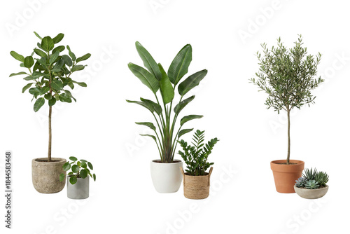 A diverse collection of elegant potted indoor plants for home decoration