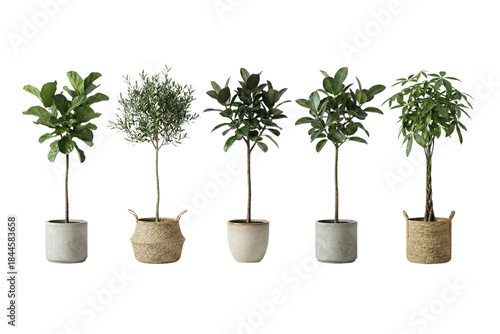 A vibrant collection of five diverse potted indoor trees and plants for home decor