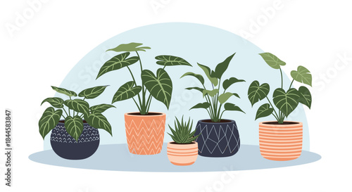 Beautiful collection of popular indoor houseplants like Monstera and Alocasia in stylish, decorative ceramic pots on a light background.