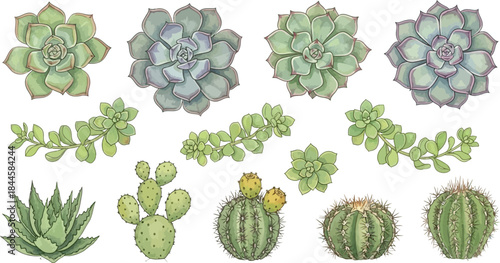 Botanical Watercolor Illustration Set of Diverse Succulents and Cacti Plants