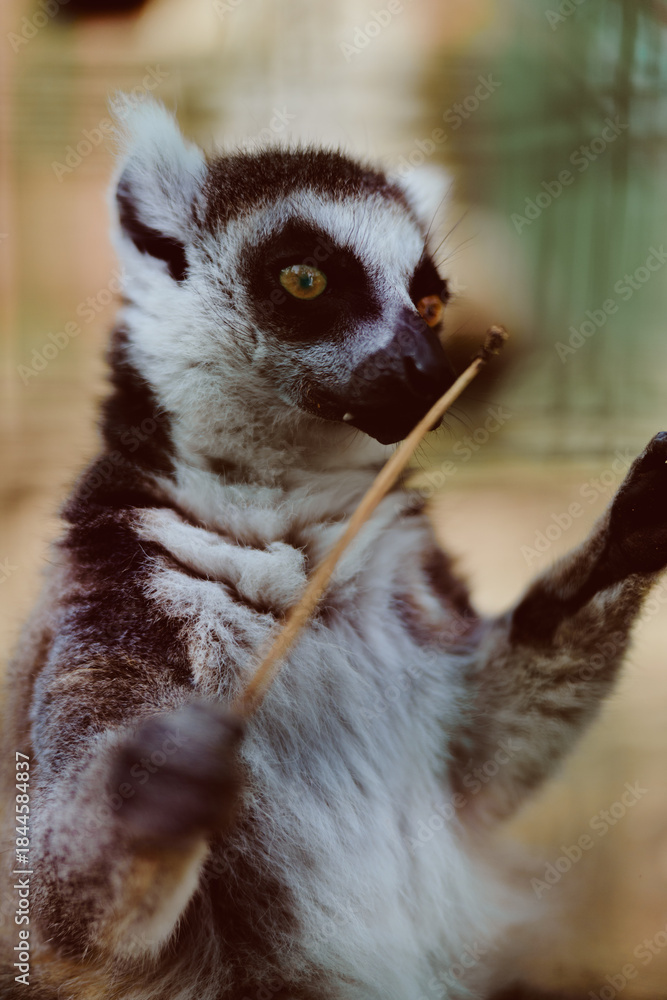 Obraz premium Lemur ringtailed primate wildlife animal closeup portrait of a curious ringtailed lemur standing on hind legs, reaching with paws, showing soft fur texture and bright expressive eyes.