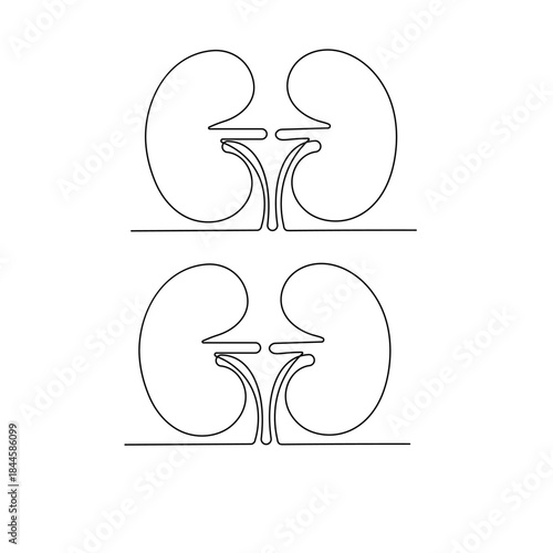 
Human kidney, continuous one-line drawing, minimalist outline vector illustration
