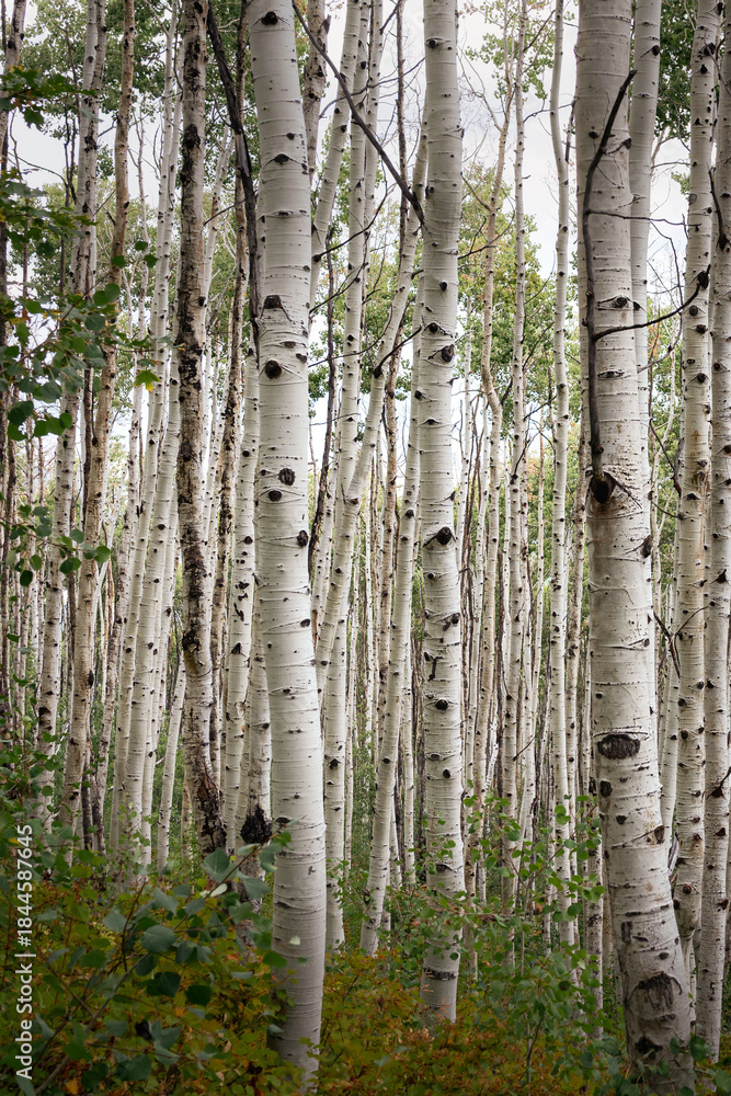 Obraz premium Utah Aspen