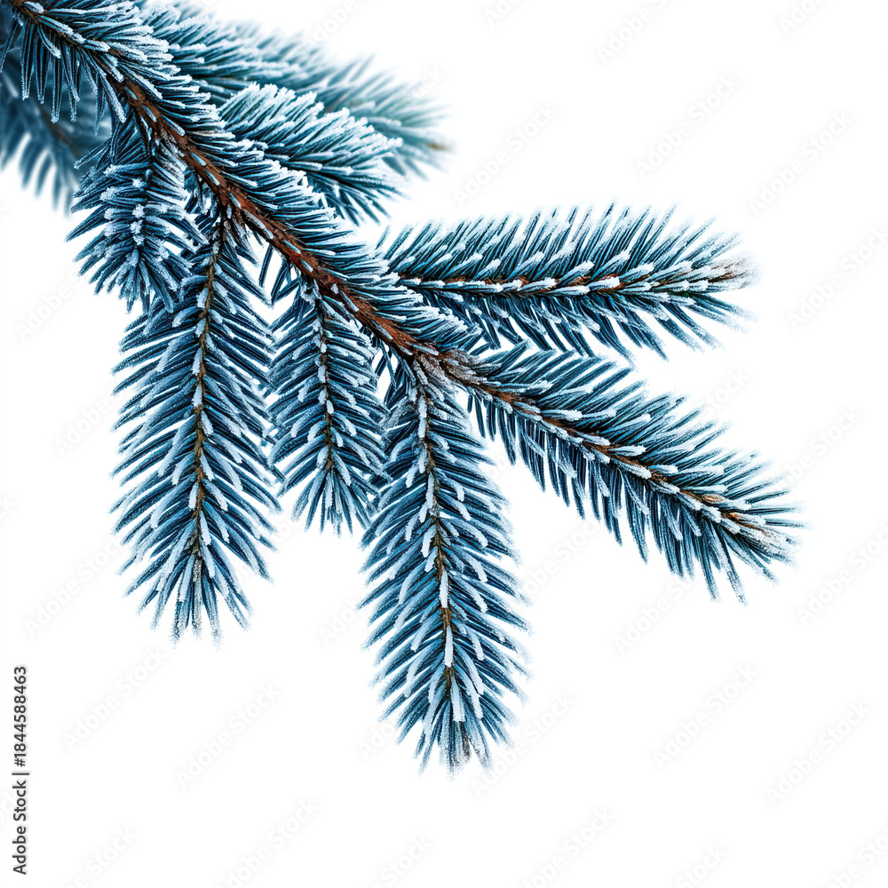 Obraz premium Frosty spruce branch, winter needle foliage, blue evergreen texture, snow frost detail, cold nature closeup, isolated white background