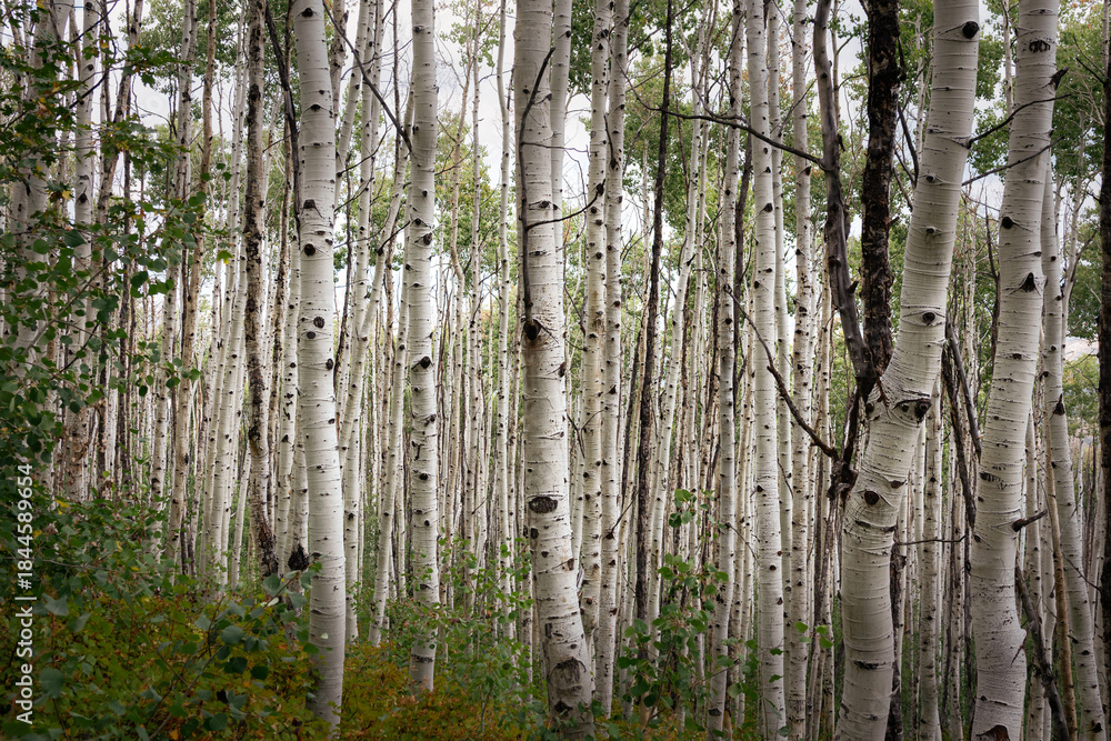 Fototapeta premium Utah Aspen