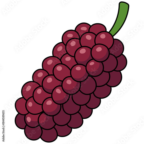 Illustration of a Mulberry