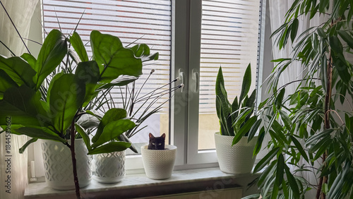 The Black Cat hid in a flowerpot on the windowsill among many other plants.
