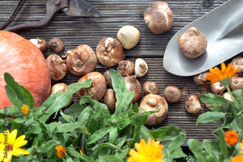 view directly above on bulbs put on a small shovel and part of orange squash and flowers on a plank  in autumn