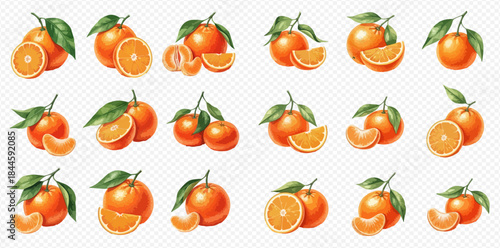 Set of fresh ripe oranges and tangerines with green leaves, whole and sliced, on a transparent background.