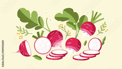 Illustration of Fresh Radishes with Green Leaves and Sliced Radishes for